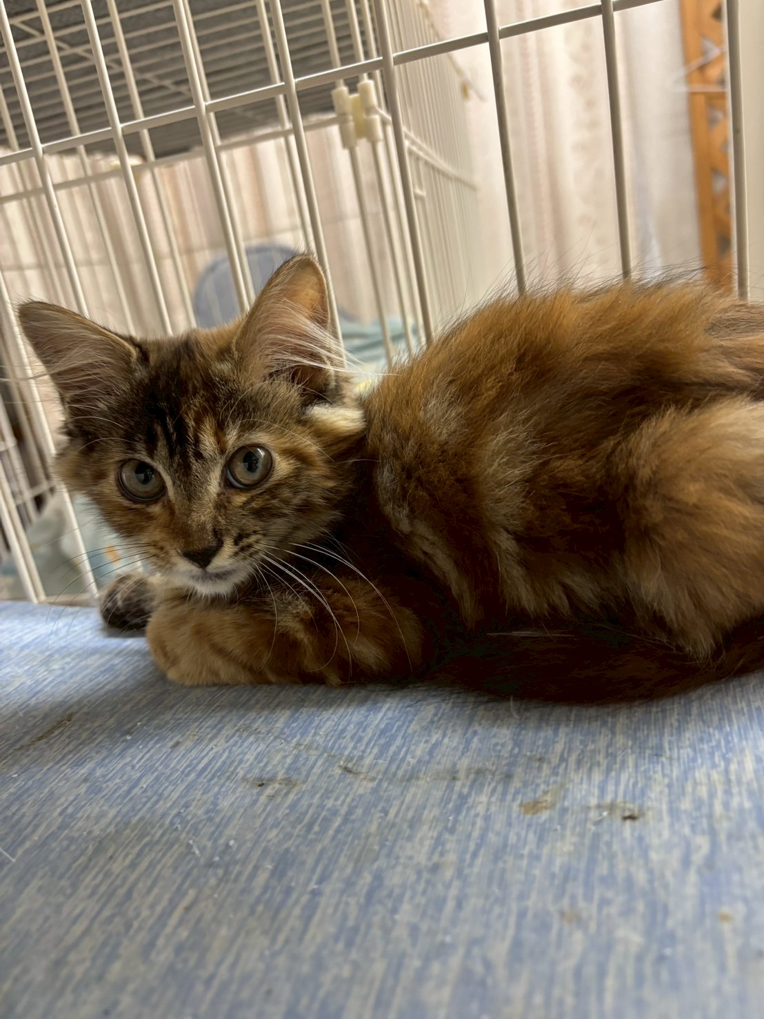 ゴージャスな毛並みなウィンリィ〜ちゃん