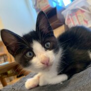 兄弟と仲良しな虹丸くん