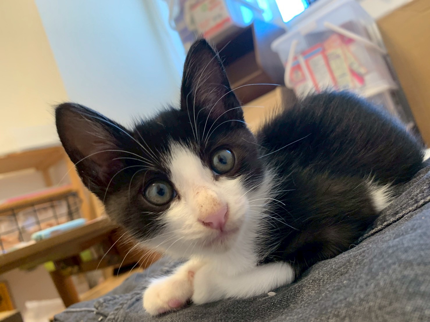 兄弟と仲良しな虹丸くん