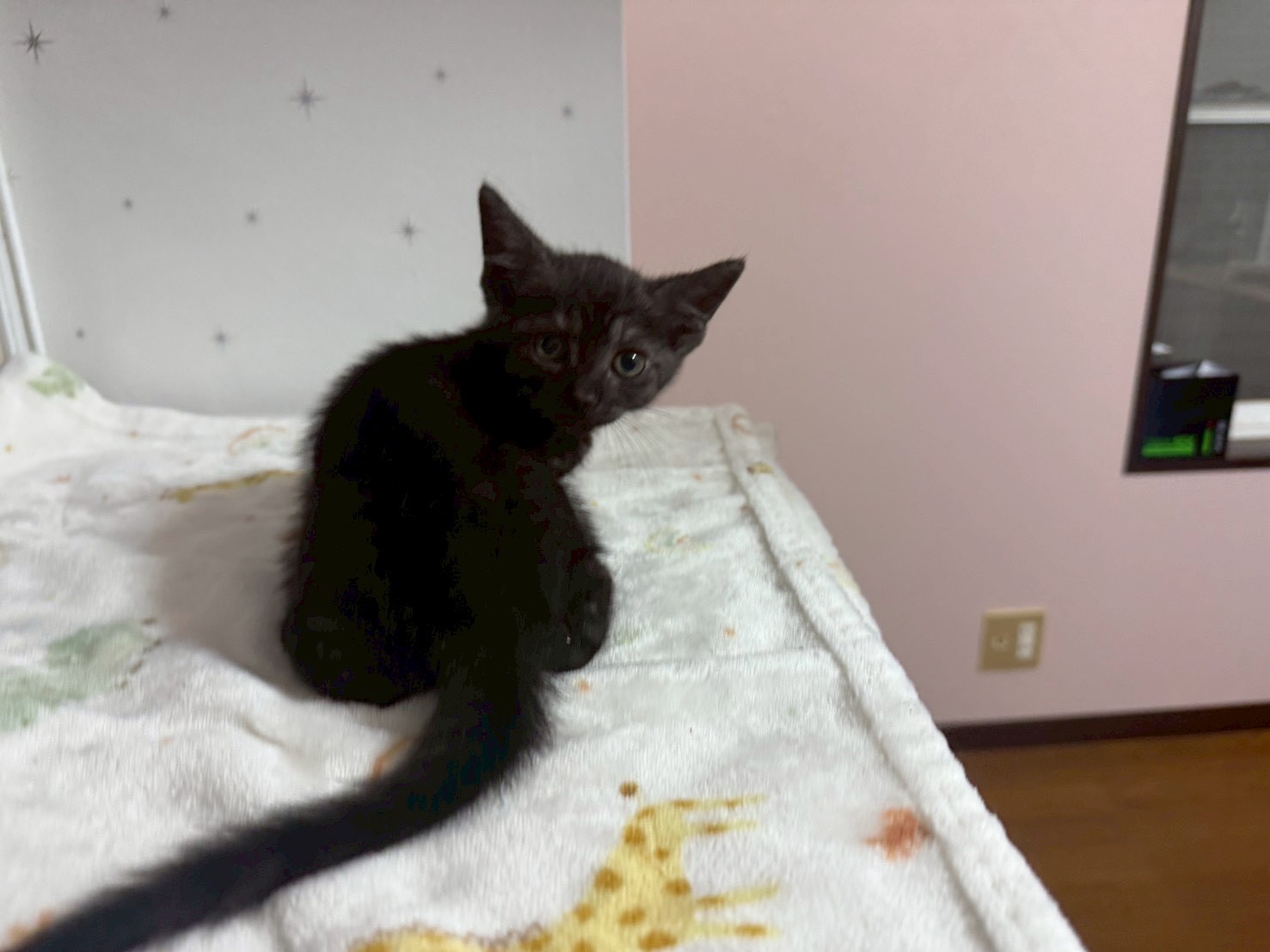 スモーキーブラックのきぃちゃん