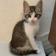 白いしっぽの先っぽがチャームポイント！雷太くん