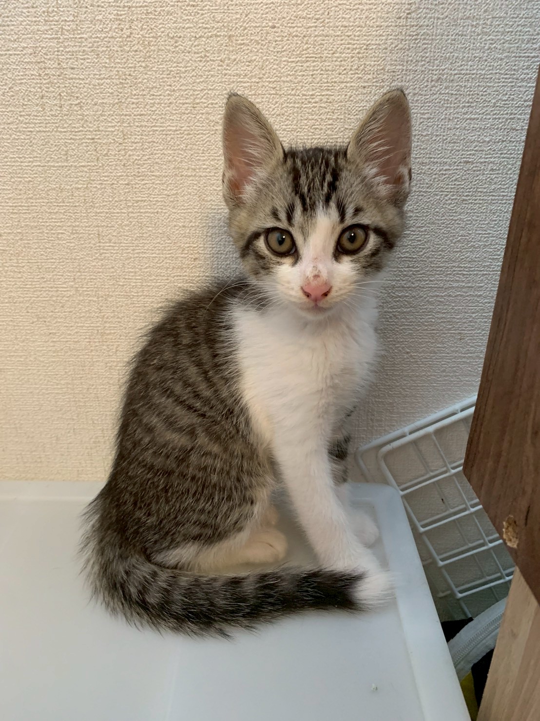 白いしっぽの先っぽがチャームポイント！雷太くん