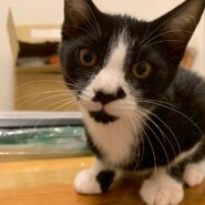 兄弟達と仲良し⭐︎くろくん