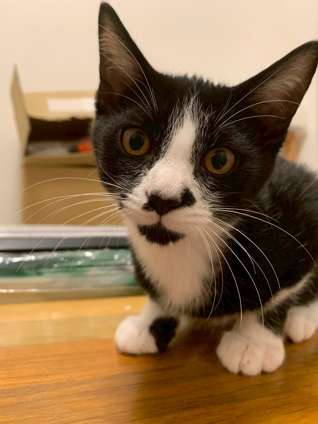 兄弟達と仲良し⭐︎くろくん