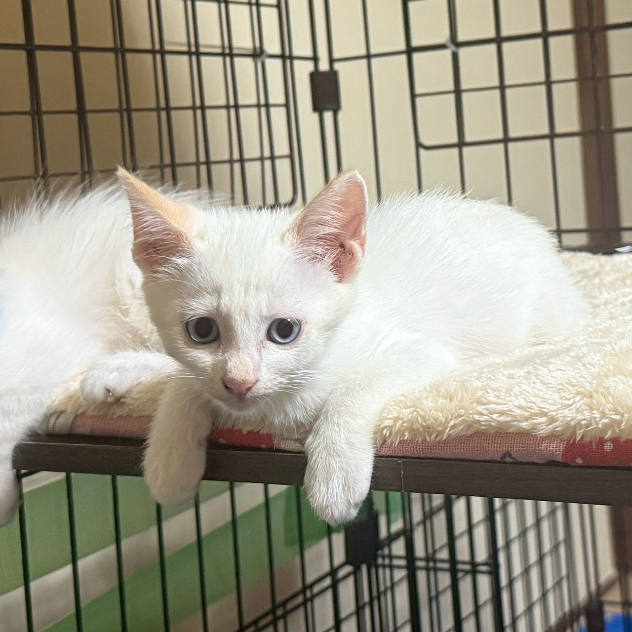 和菓子兄妹！だいふくくん