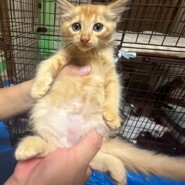 和菓子兄妹！かりんとくん