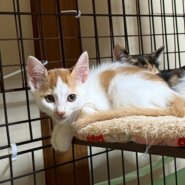 和菓子兄妹！おかきくん