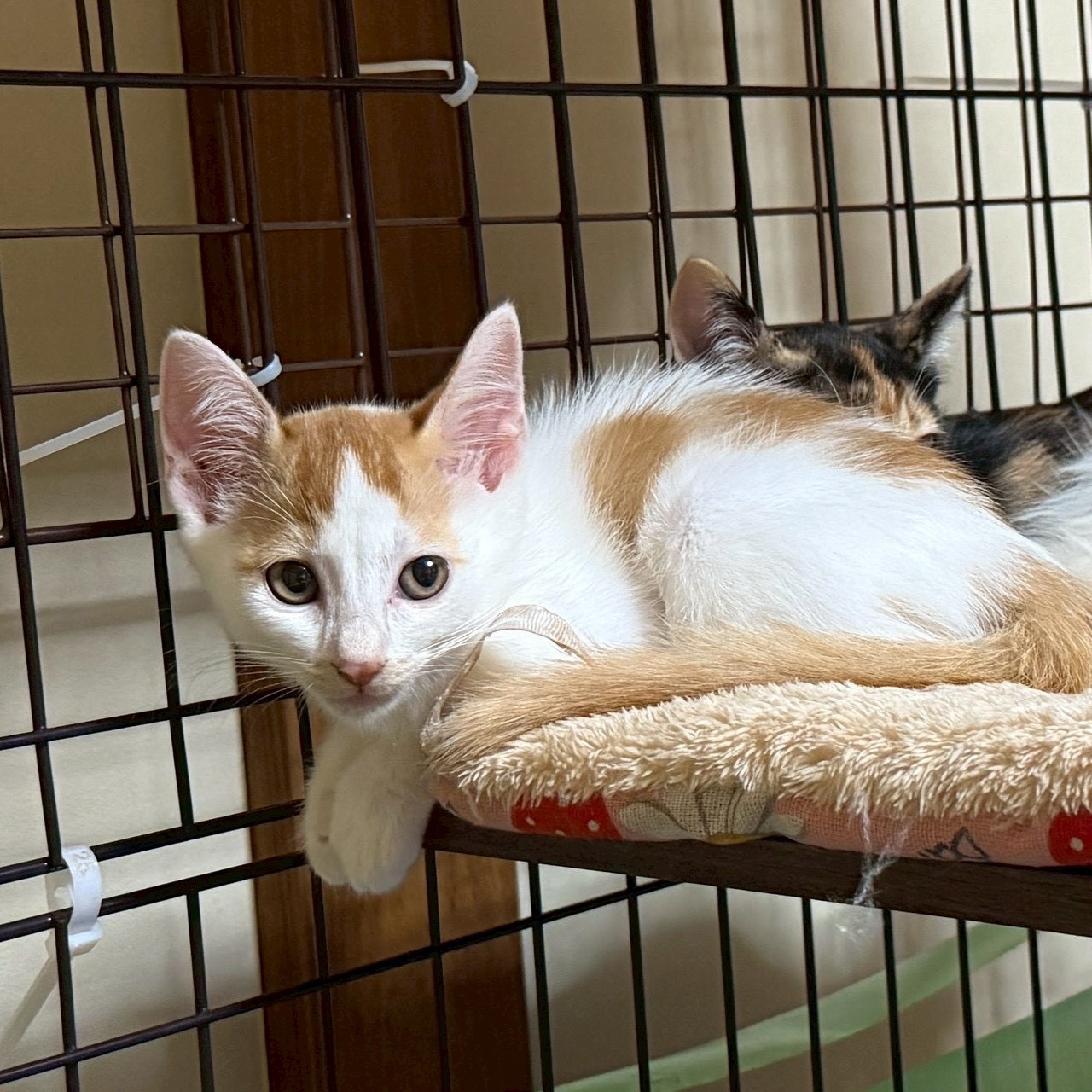 和菓子兄妹！おかきくん