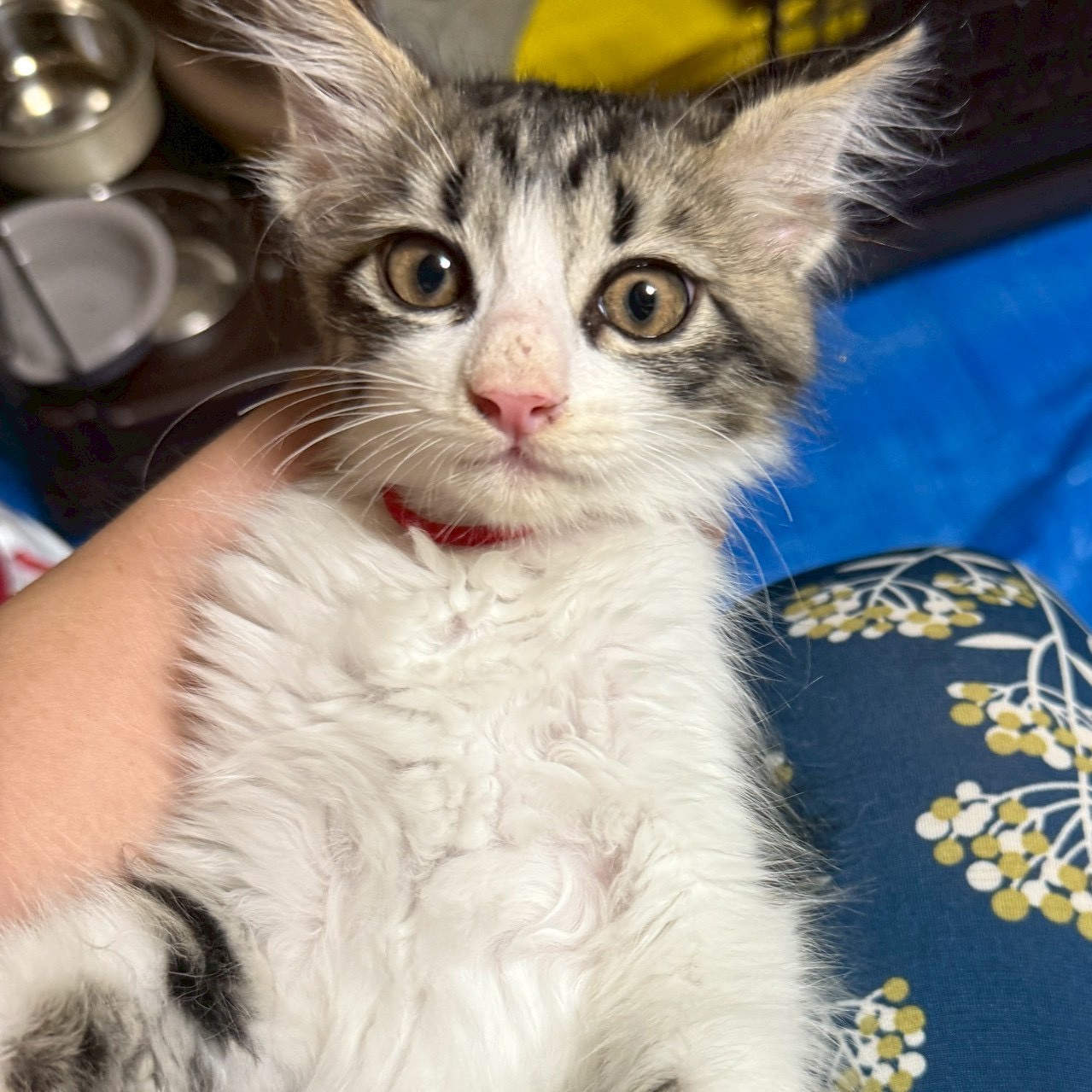 和菓子兄妹！すあまちゃん