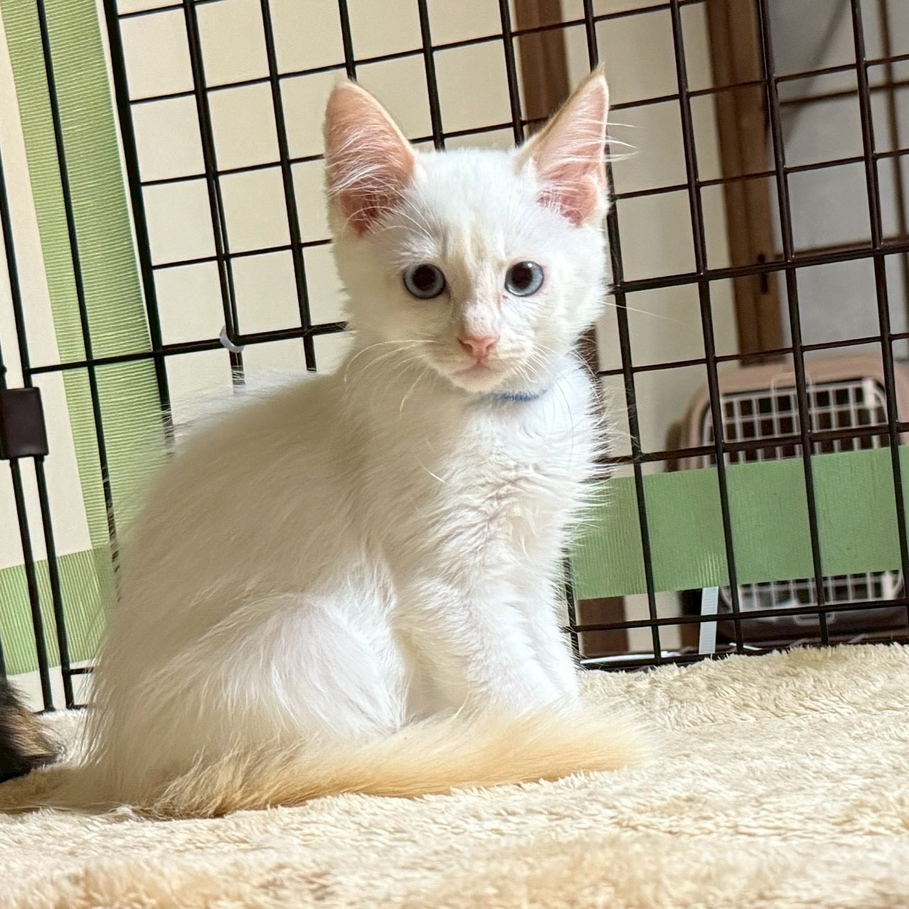 和菓子兄妹！しらたまくん