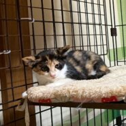 和菓子兄妹！あんずちゃん