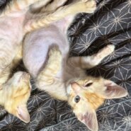 落花生農園で生まれたヘソ天兄妹！キューくん