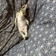 落花生農園で生まれたヘソ天兄妹！ハンくん