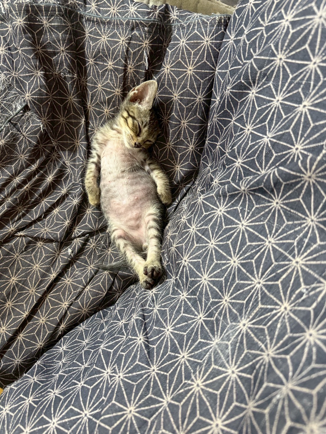 落花生農園で生まれたヘソ天兄妹！ハンくん