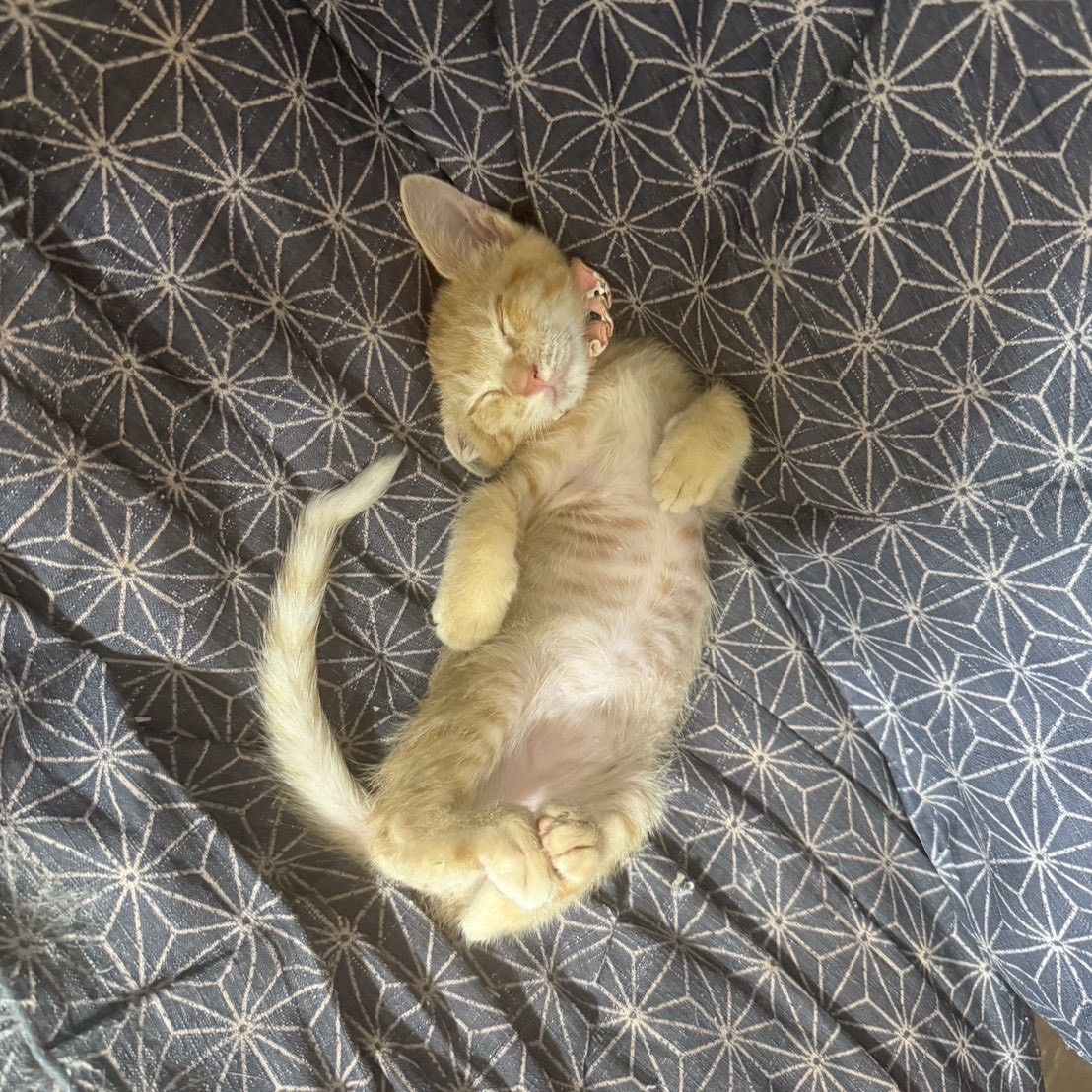 落花生農園で生まれたヘソ天兄妹！ナッツちゃん