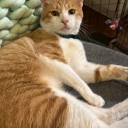 優しい性格のふなっぴくん