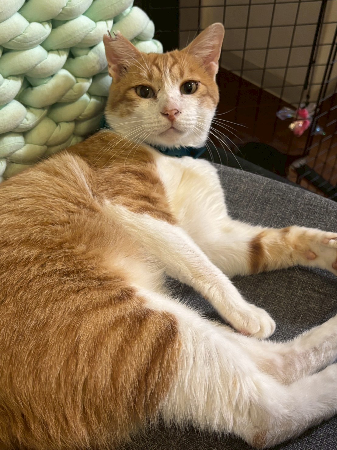 優しい性格のふなっぴくん