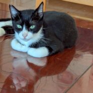 ハチワレ界イケメン！！スダくん