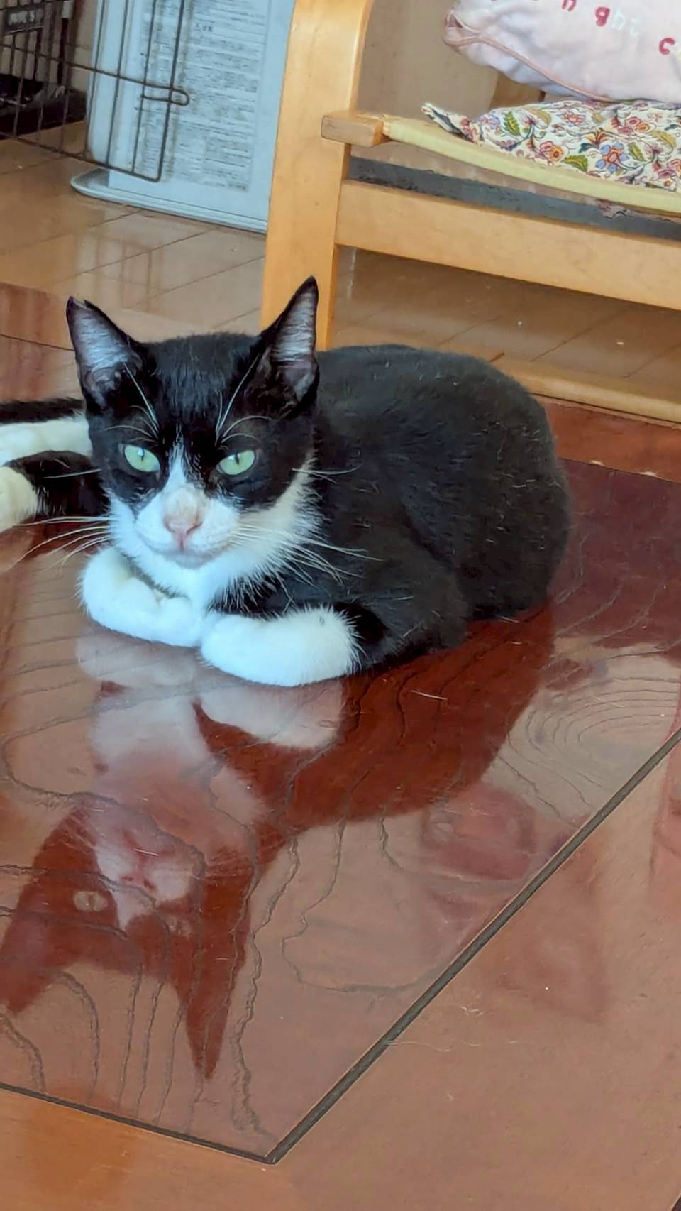 ハチワレ界イケメン！！スダくん