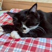 人慣れＮＯ.１⭐︎オグリくん