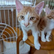 元気いっぱい☆サザンくん