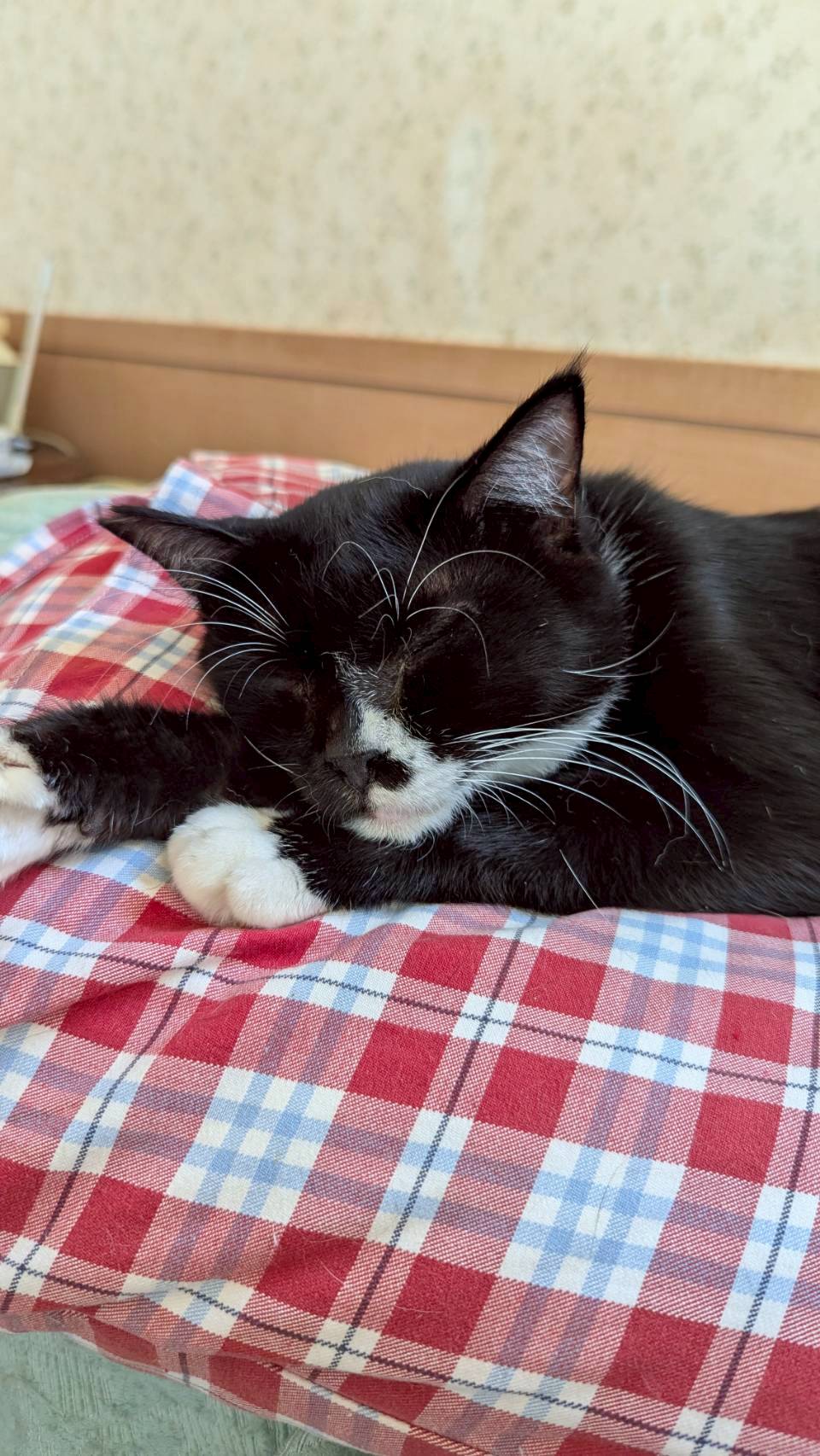 人慣れＮＯ.１⭐︎オグリくん