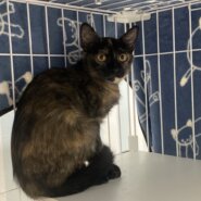 ラーラ：兄妹猫グングンと仲良しです！