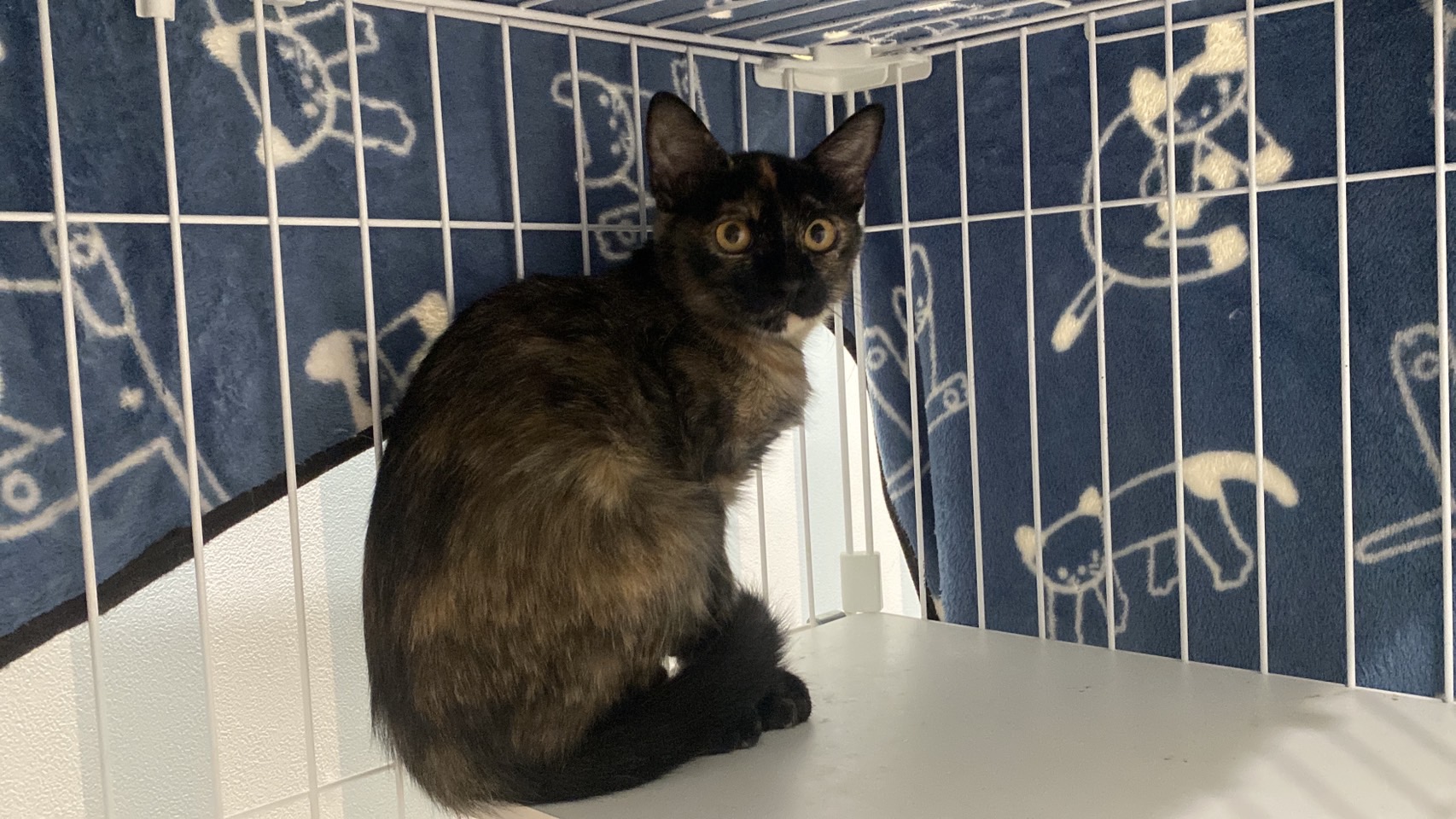 ラーラ：兄妹猫グングンと仲良しです！