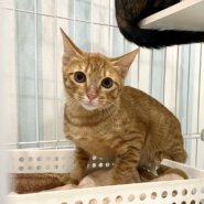 グングン：兄妹猫ラーラと仲良しです！