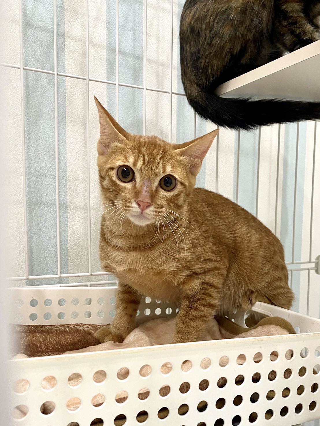 グングン：兄妹猫ラーラと仲良しです！