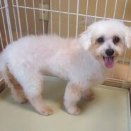 小型犬・６歳以上の無償の譲渡会　八尾市