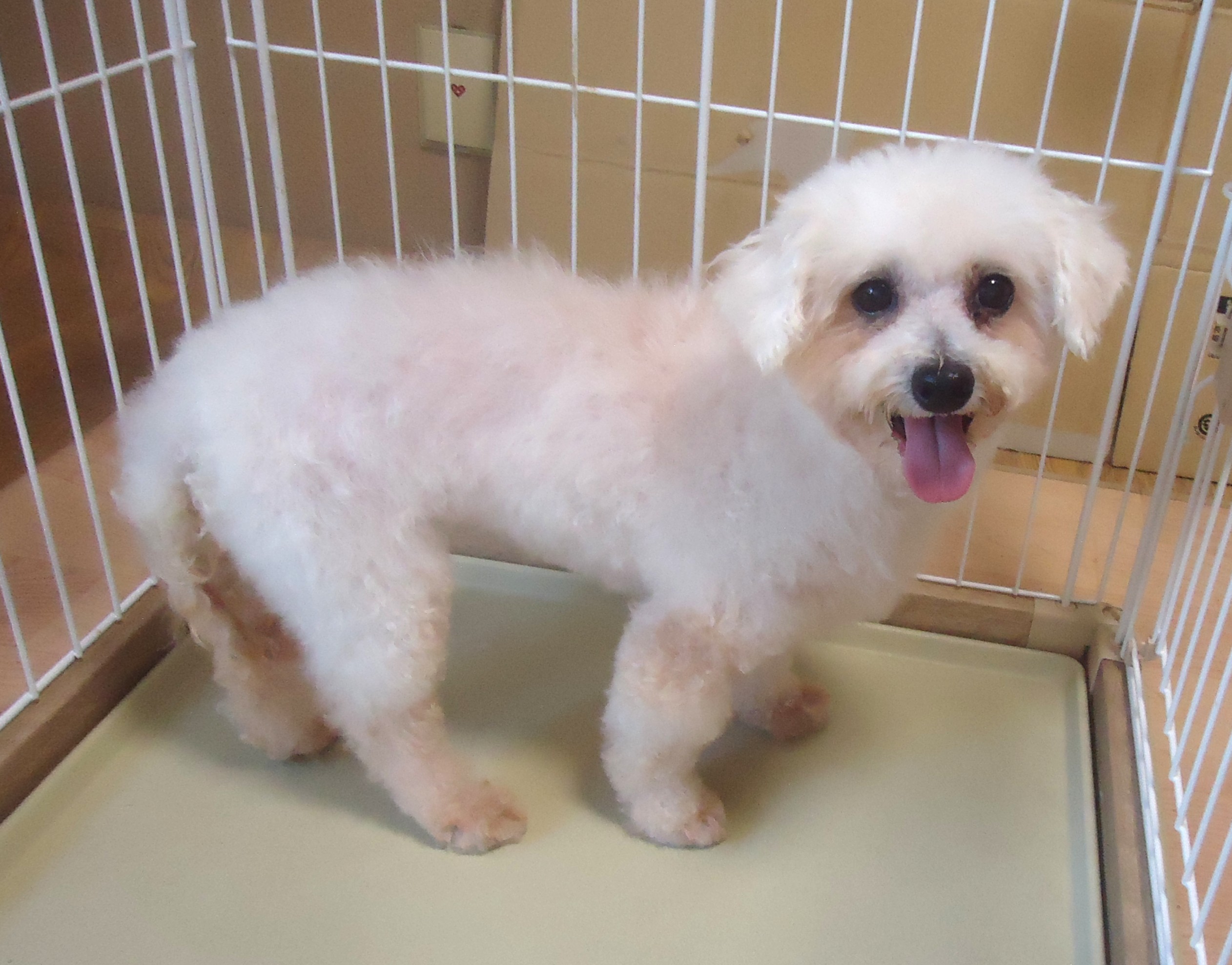 小型犬・６歳以上の無償の譲渡会　八尾市