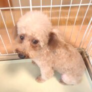 小型犬　無償の平日開催　八尾市