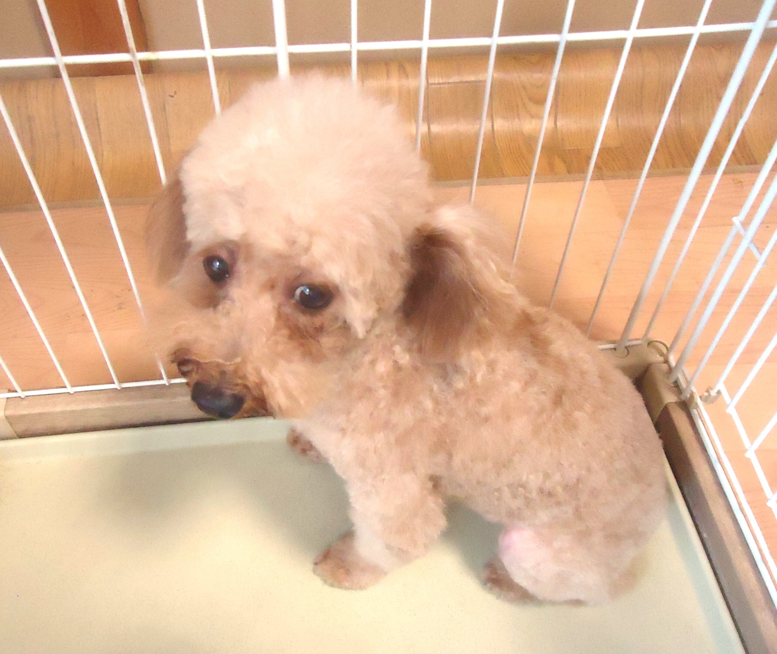 小型犬　無償の平日開催　八尾市