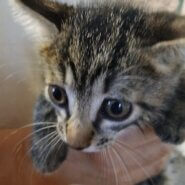 生後２ヶ月前後の子猫（性別不明）２匹