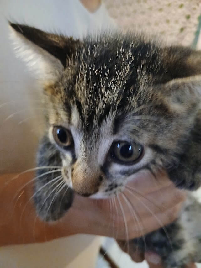 生後２ヶ月前後の子猫（性別不明）２匹