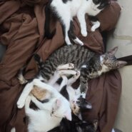 子猫四ひき3ヶ月から5ヶ月