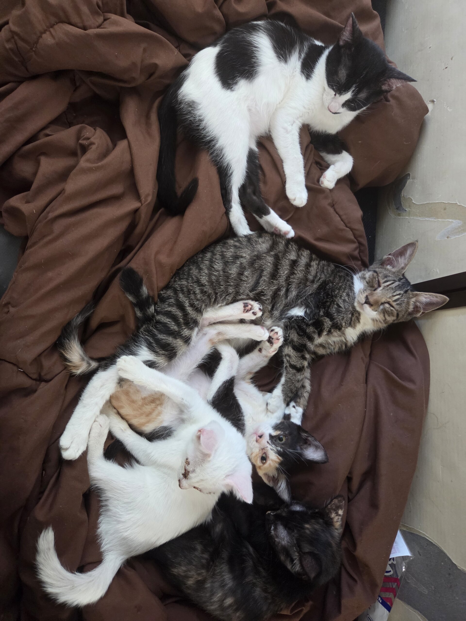 子猫四ひき3ヶ月から5ヶ月