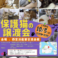 保護猫の譲渡会