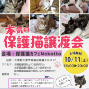 本気の保護猫譲渡会