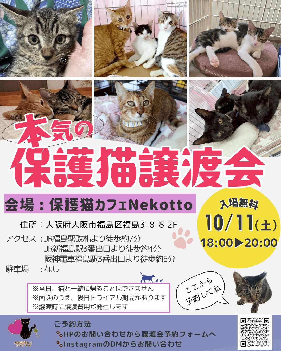 本気の保護猫譲渡会
