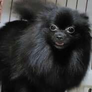 小さなポメラニアン　女の子