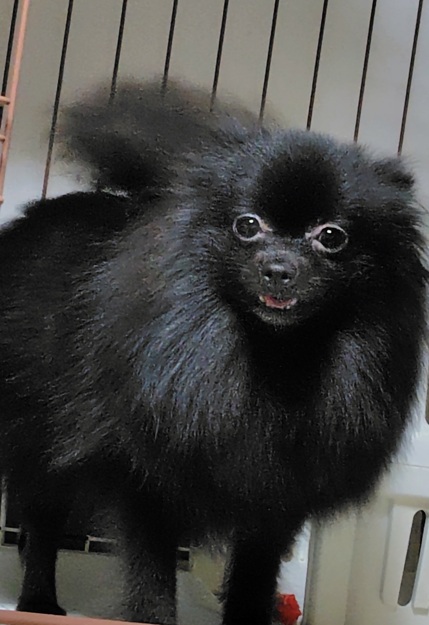 小さなポメラニアン　女の子