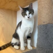 なでなで好き甘えん坊チシヤちゃん