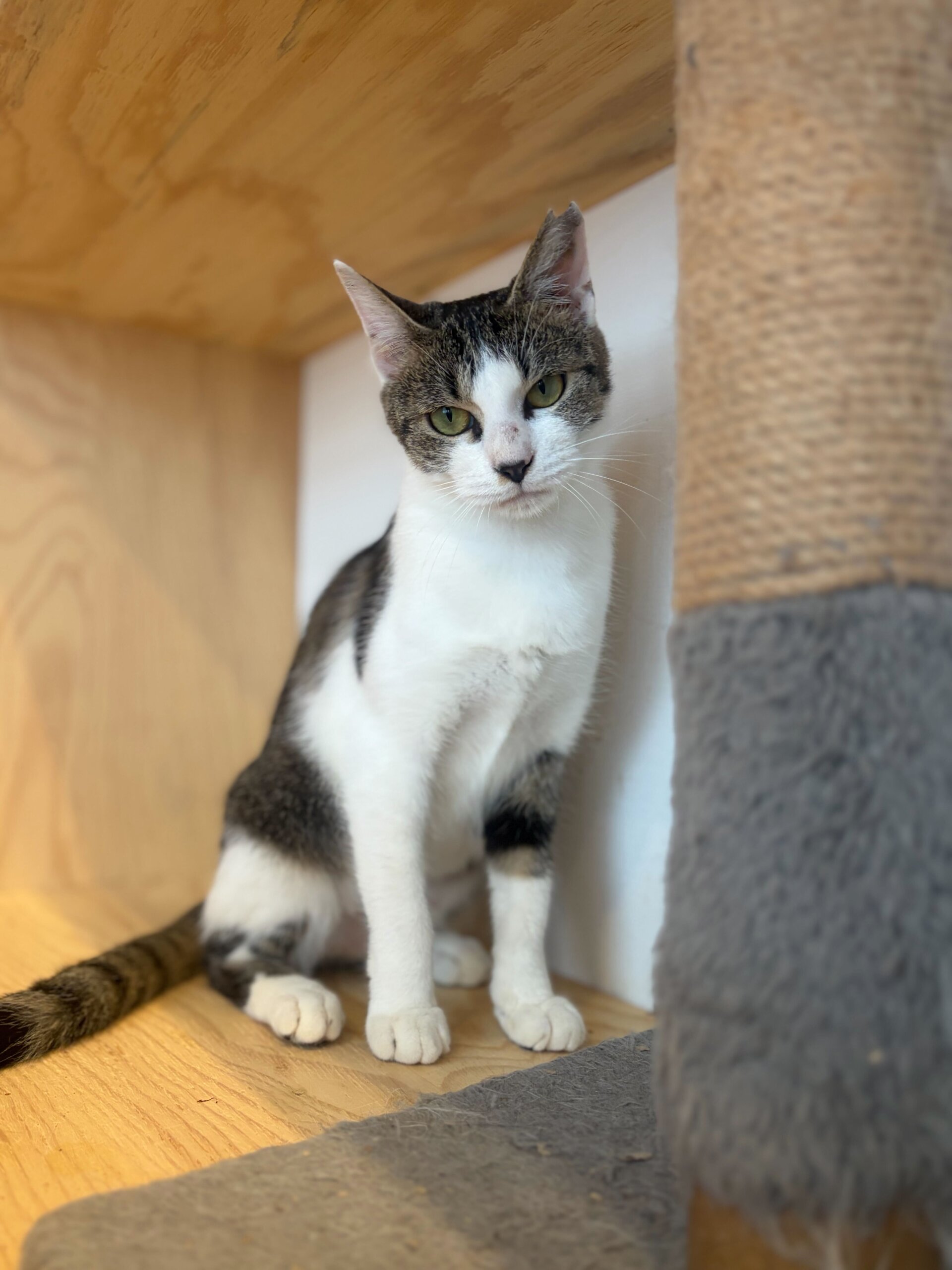 なでなで好き甘えん坊チシヤちゃん