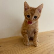 わんぱくボーイどら焼きくん