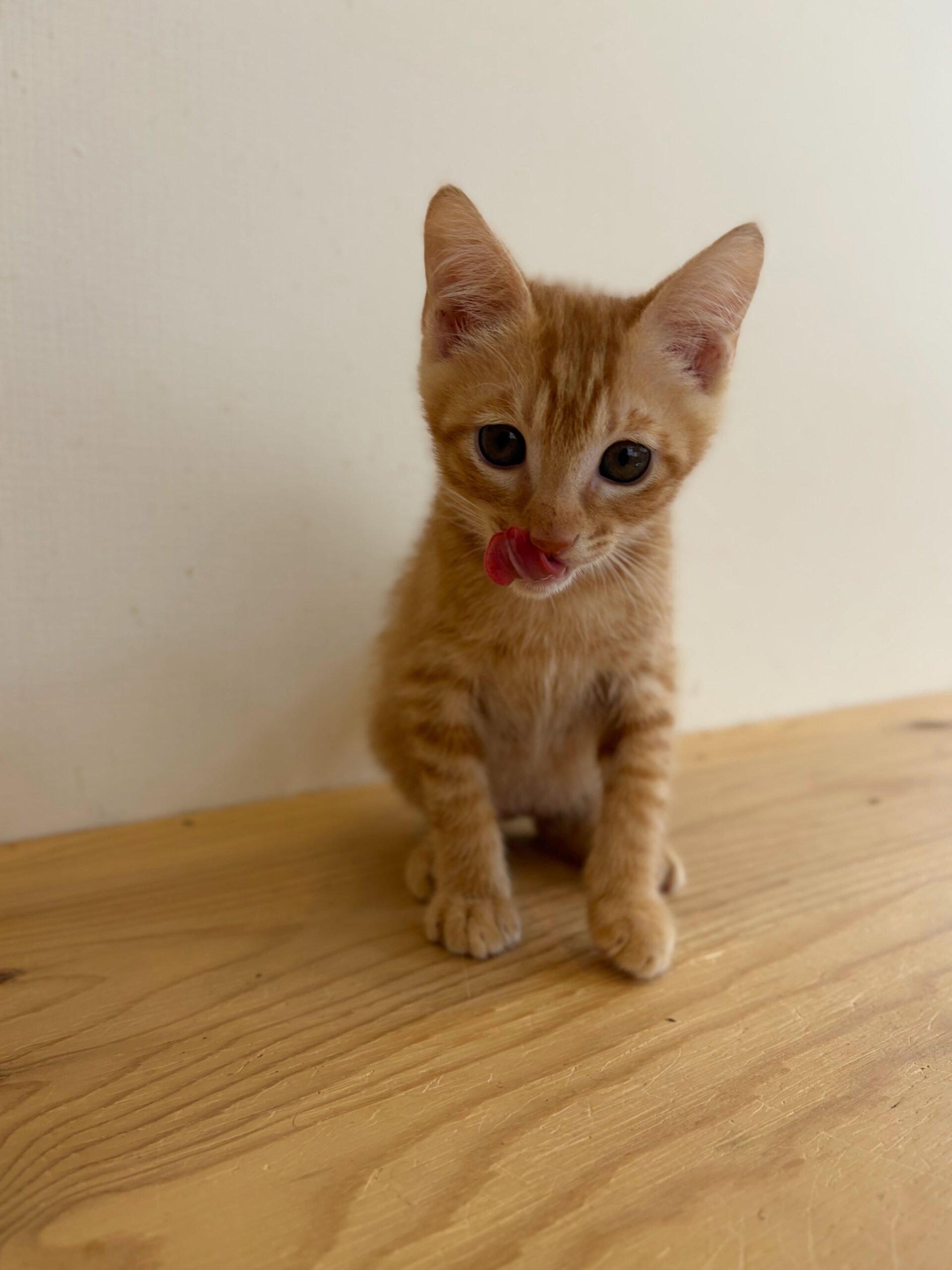 わんぱくボーイどら焼きくん