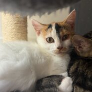 おっとりな白三毛ラスクちゃん