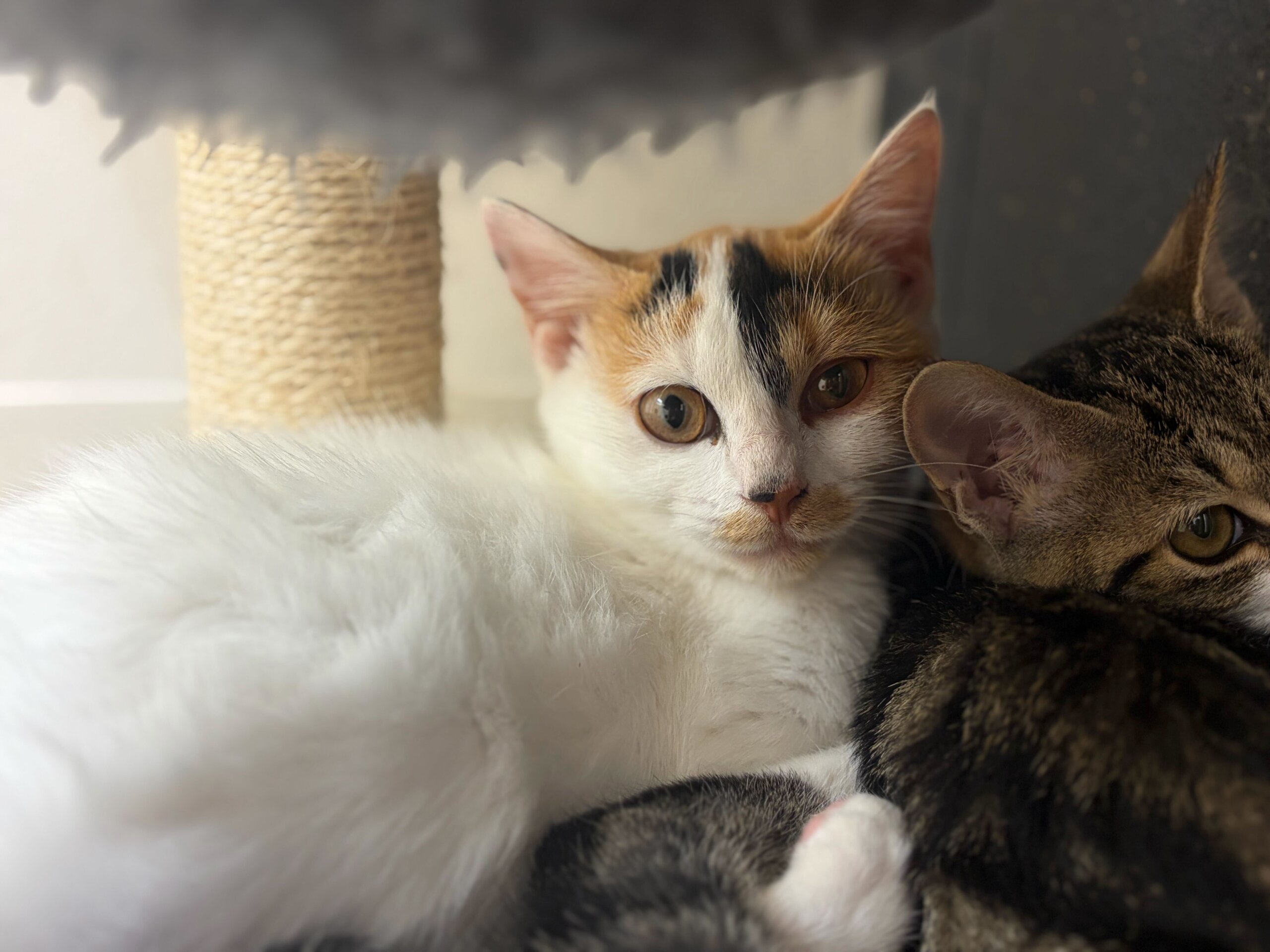 おっとりな白三毛ラスクちゃん