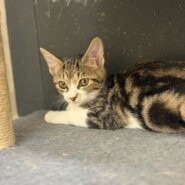 甘えん坊マイペースおかきちゃん